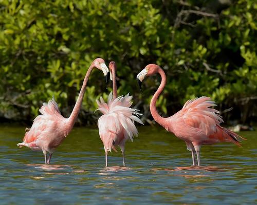 The exhibition will celebrate the biodiversity of Cuba as part of a wider collaboration between the two countries / Shutterstock.com