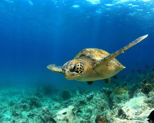 Sites such as the Galapagos Islands are protected in national waters but the high seas have no protection 