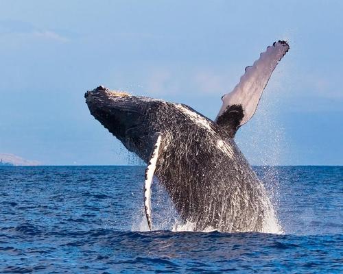 Western Australia trialling humpback whale experiences