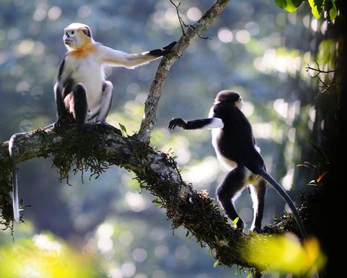 The developer has hired consultants from Austria and Singapore to study the area’s terrain, and take a tally of rare animals in Lac Duong