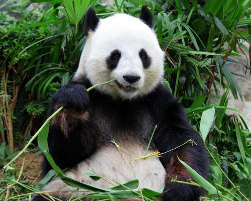 Prague Zoo declares panda ambitions with US$33.5m plans
