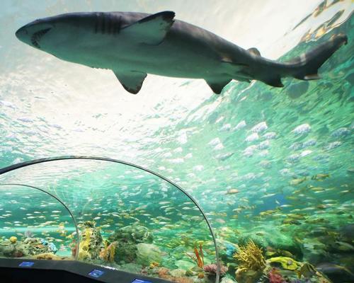 Ripley's Aquarium offers shark diving in Dangerous Lagoon