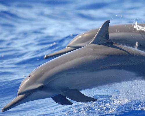 Ban proposed on dolphin/human interaction in Hawaii