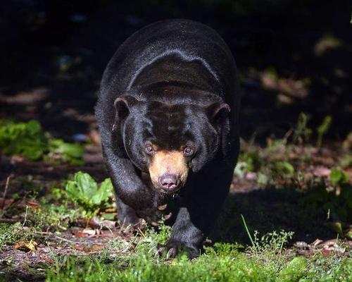 Islands will also gain new additions with a new walkthrough bird aviary, a new home for the zoo’s two sun bears, and a Malayan tapir exhibit