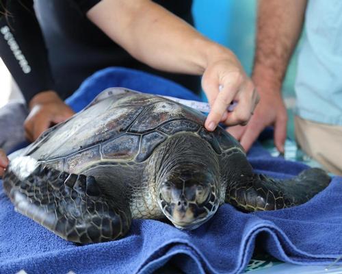 The Institute will put its main focus on developing rehabilitation facilities for endangered turtles and preserving rare and endemic Hawaiian corals / Maui Ocean Center