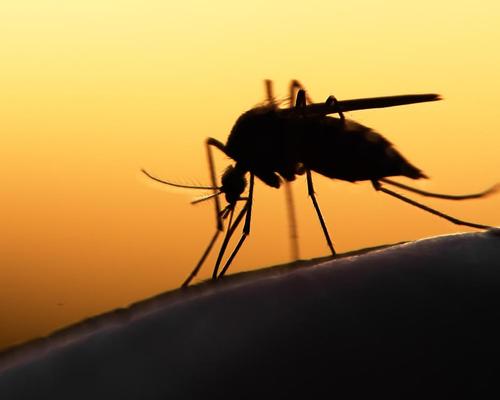 71 people have contracted zika from mosquitoes in the US, with health officials tracing most of those to two areas in Miami / Shutterstock.com