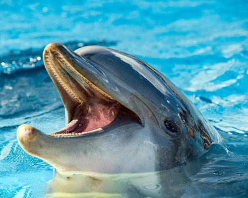 Dolphinaris – a dolphinarium by Mexico-based Ventura Entertainment – opens next door to the aquarium on 15 October / Shutterstock.com