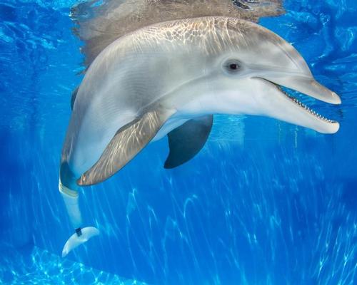 With two motion pictures based on the aquarium and its dolphins coming out in recent years, attendance has increased to more than 800,000