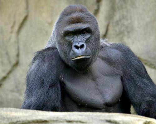 Harambe has become an online sensation in the form of an internet meme