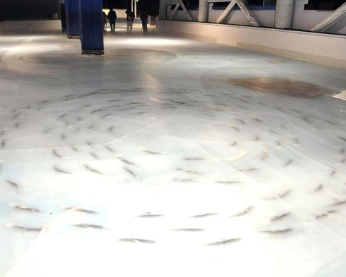 The park has said it plans to hold a memorial service for the 5,000 dead fish / Kengo Umeno/AP/Press Association Images