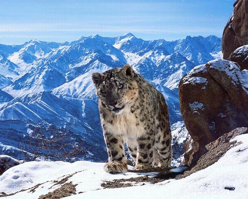 Planet Earth 2 will be among the brands incorporated into the BBC Earth theme park / BBC