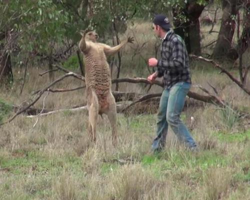 Kangaroo puncher’s position safe, says Taronga Zoo