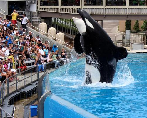 SeaWorld's controversial orca shows have been a bone of contention among animal rights activists / Shutterstock.com