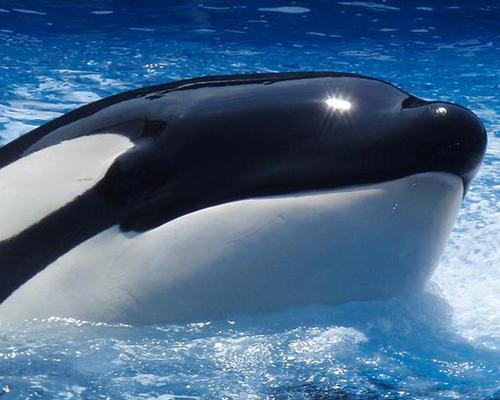 Tilikum, a 36-year-old killer whale, has died at SeaWorld Orlando / SeaWorld