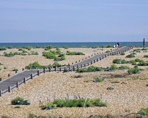 The Fifth Continent will restore and protect habitats and species across 242 sq km (93.4sq m) of low-lying coastal land in South Kent such as the shingle ridges of Dungeness.
