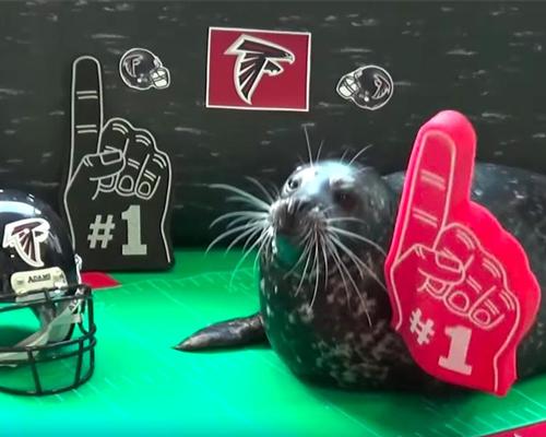 The aquarium backed the Atlanta Falcons to win the big one in its viral hit 