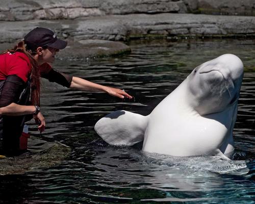 Vancouver Aquarium phasing out beluga programme 