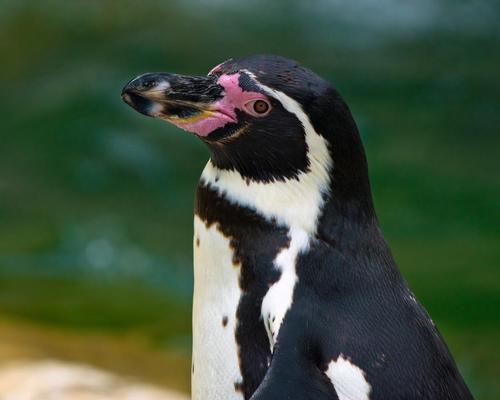 The Humboldt penguin is classed as a vulnerable species which could soon become endangered / Shutterstock / dean bertoncelj