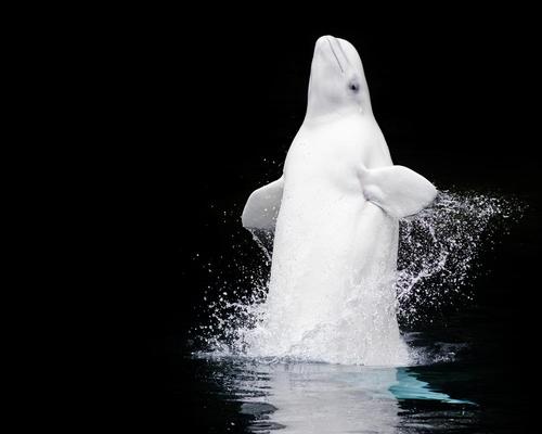 The aquarium's two on-display belugas suddenly died in November / Shutterstock.com
