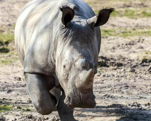 Poachers broke into the zoo and killed a captive rhino for its horn 