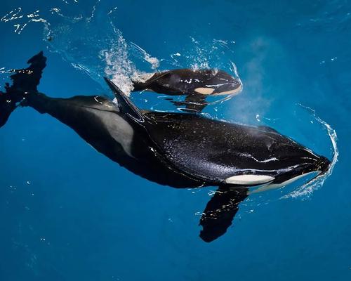 The yet-to-be-named calf, born at SeaWorld San Antonio, is the offspring of 25-year-old Takara / SeaWorld