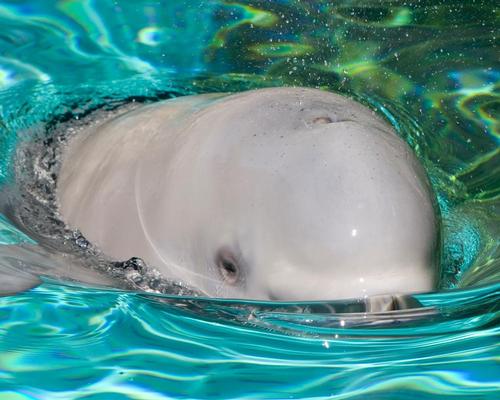 The aquarium currently owns six belugas following the two poisonings in November / Jonathan Hayward/The Canadian Press/PA Images