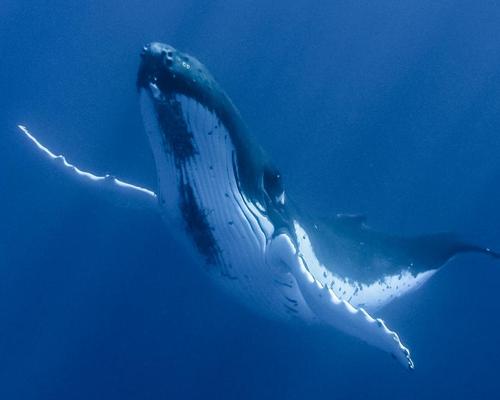 NHM reveals Whales exhibition 