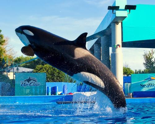 'One brand worldwide': SeaWorld says no to orcas for overseas attractions