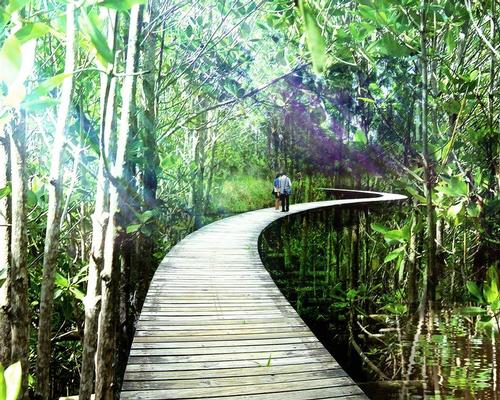Interlinked footpaths suspended above the forest floor will allow residents to access the woodlands, coast and lagoon without disturbing the ground and damaging the wildlife / Gross Max