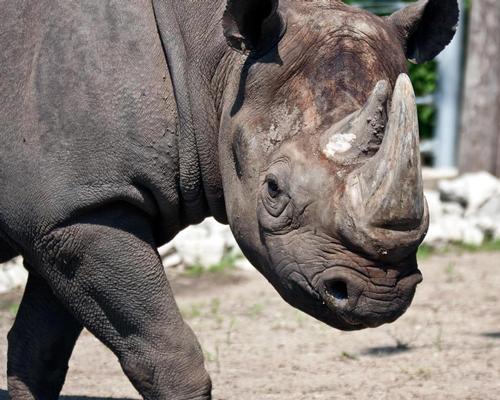 Zoo Miami is selling the animal dung harvested from a variety of endangered herbivores including rhinos, elephants, and bantengs