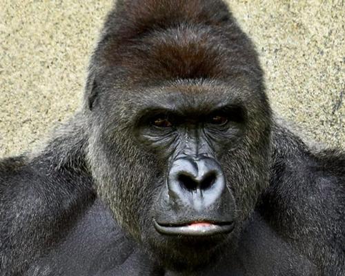 Cincinnati Zoo set to reopen former home of Harambe after US$12m expansion