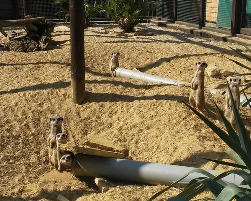 The zoo has a wide array of animals on display including meerkats and covers roughly 5 acres / Fenn Bell Inn