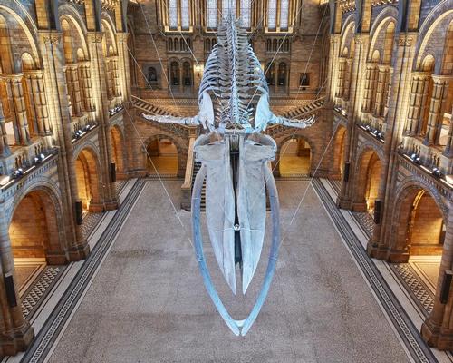 The suspended blue whale skeleton is the focal point of the revamp / NHM