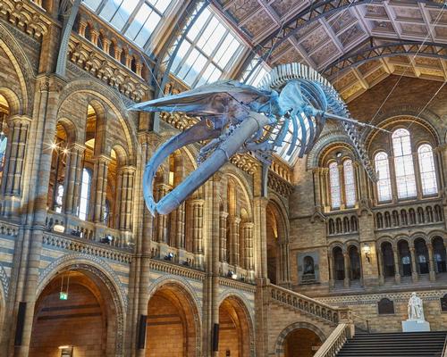 'Hope' the blue whale replaced 'Dippy' the diplodocus / NHM