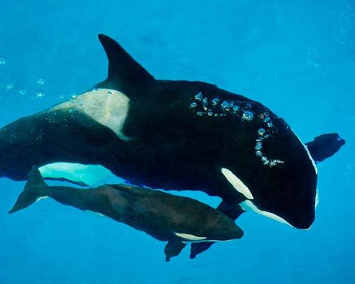 Last captive orca born at SeaWorld dies
