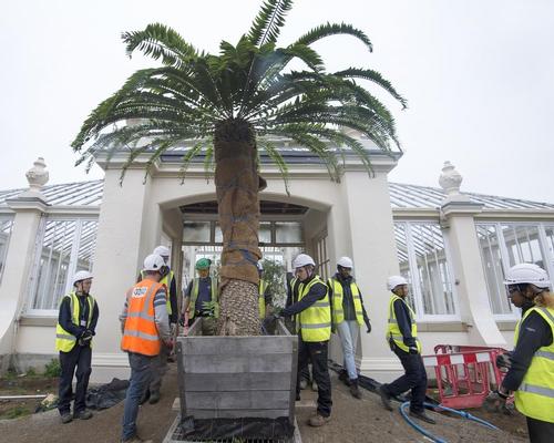 The rare Encephalartos woodii going back into the Temperate House
/ © Board of Trustees, RBG Kew