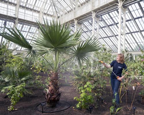 As the plants inside had outgrown the space, blocking sunlight from reaching the ground, they were removed and propagated by Kew’s gardeners, with the species now reintroduced into the new space