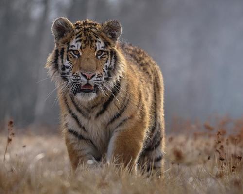 UPDATE: German zoo recaptures several big cats that escaped during flooding