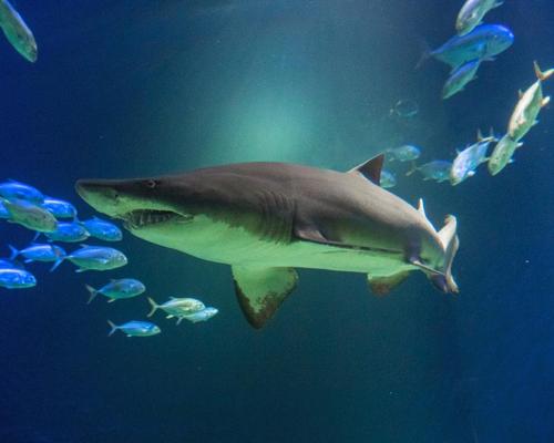 Ocean Wonders: Sharks! Features nine galleries, which aim to drive awareness of the importance of sharks to the health of the world’s oceans