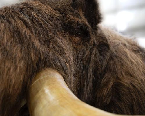 The museum has undergone a 30 per cent increase in size since the renovation / Courtesy of the Bell Museum and University of Minnesota