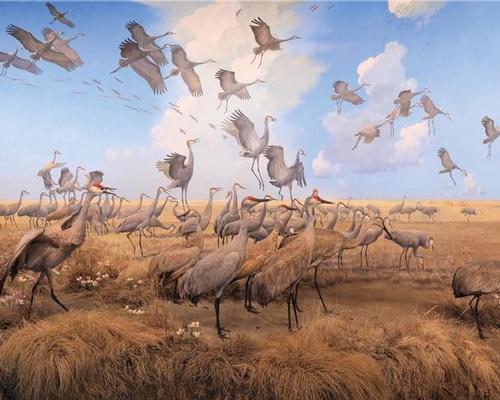 The museum will additionally feature updated exhibit galleries with a range of dioramas / Courtesy of the Bell Museum and University of Minnesota