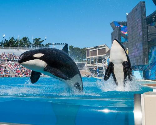 A statement said that SeaWorld has no plans to bring a park to China