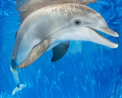 Amputee dolphin Winter is Clearwater Aquarium's star attraction