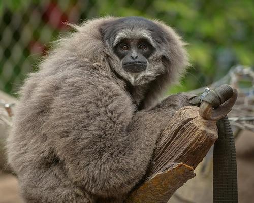Male silvery gibbon, Alven, settles into his new home at Chester Zoo