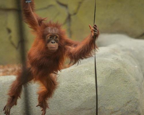 Chester Zoo’s new 'primate playground' boasts vast network of climbing poles, ropes and rocks 