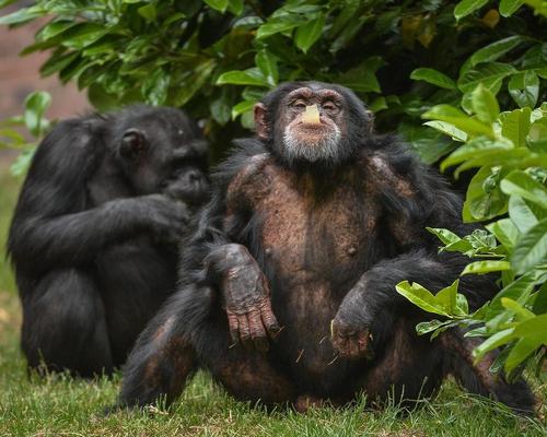 The new series uses a range of filming techniques to capture animal behaviour close up / Channel 4/Chester Zoo