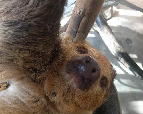 Google installs 'animal selfie' cameras at Los Angeles Zoo 