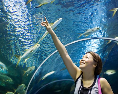 The redeveloped aquarium greatly expands its floorspace, with its underwater tunnel rebuilt as one of the main attractions / Shutterstock.com