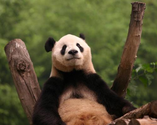 Beijing Zoo considers partial relocation to improve animal welfare