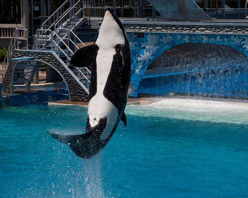 SeaWorld says its current generation of orcas will be its last / Shutterstock.com